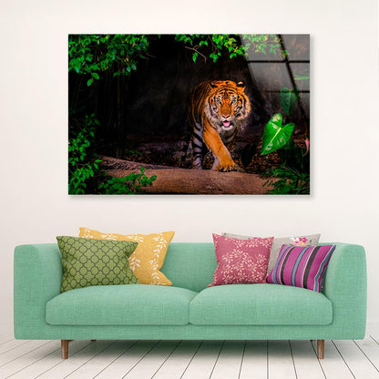 The Siberian Tiger & Forest View Acrylic Glass Print Tempered Glass Wall Art 100% Made in Australia Ready to Hang