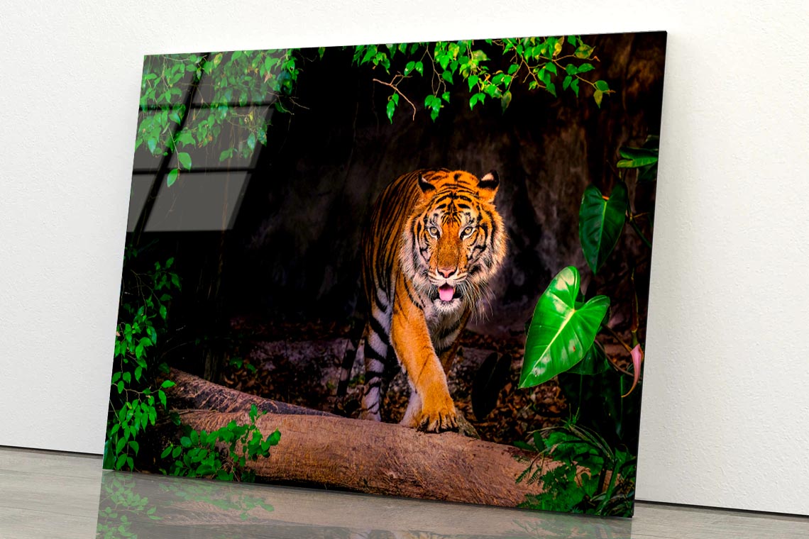 The Siberian Tiger & Forest View Acrylic Glass Print Tempered Glass Wall Art 100% Made in Australia Ready to Hang