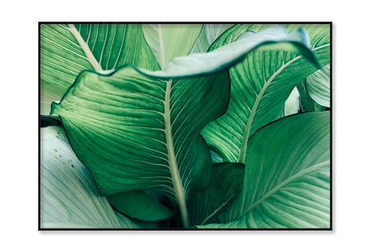 Close Up of a Plant with Green Leaves Home Decor Premium Quality Poster Print Choose Your Sizes