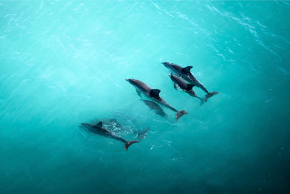 Pod of Dolphins Blue Ocean Wall Art Decor 100% Australian Made