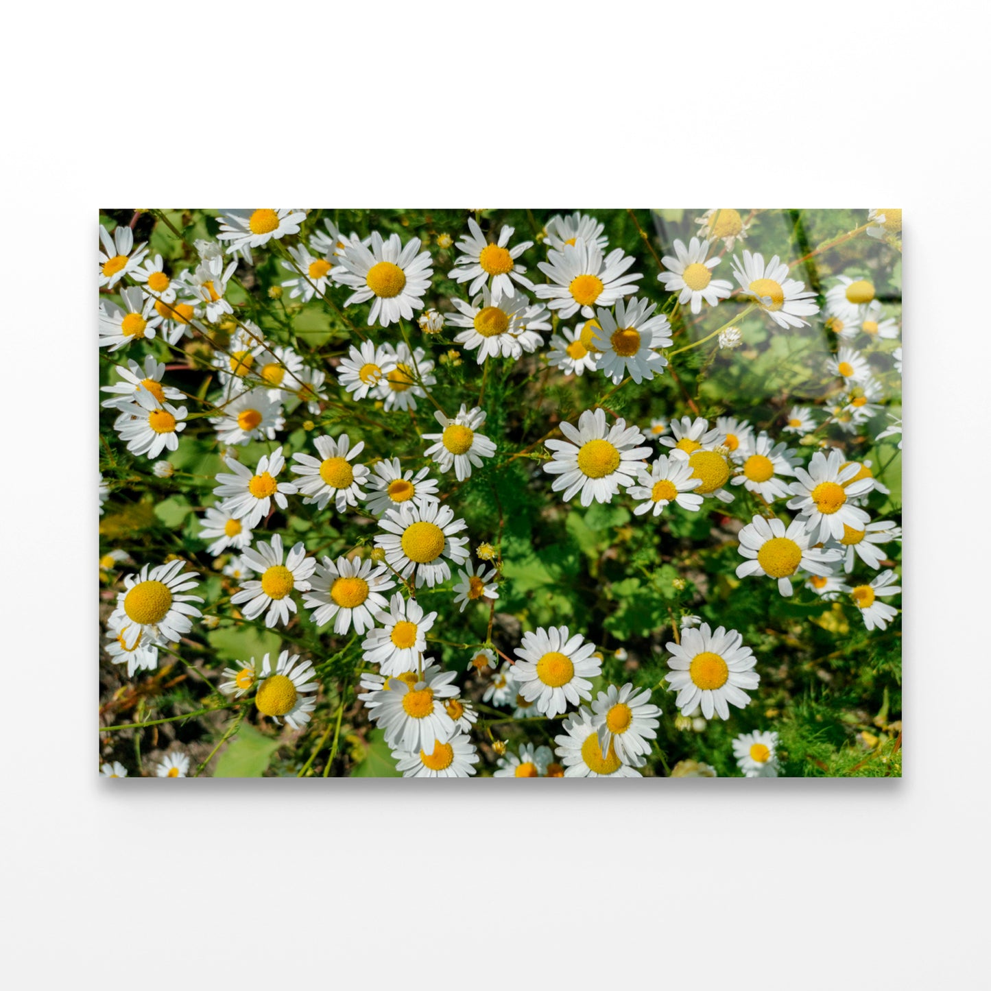 White Daisies Flowers Plants in Bloom Acrylic Glass Print Tempered Glass Wall Art 100% Made in Australia Ready to Hang