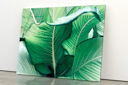 Close Up of a Plant with Green Leaves Acrylic Glass Print Tempered Glass Wall Art 100% Made in Australia Ready to Hang