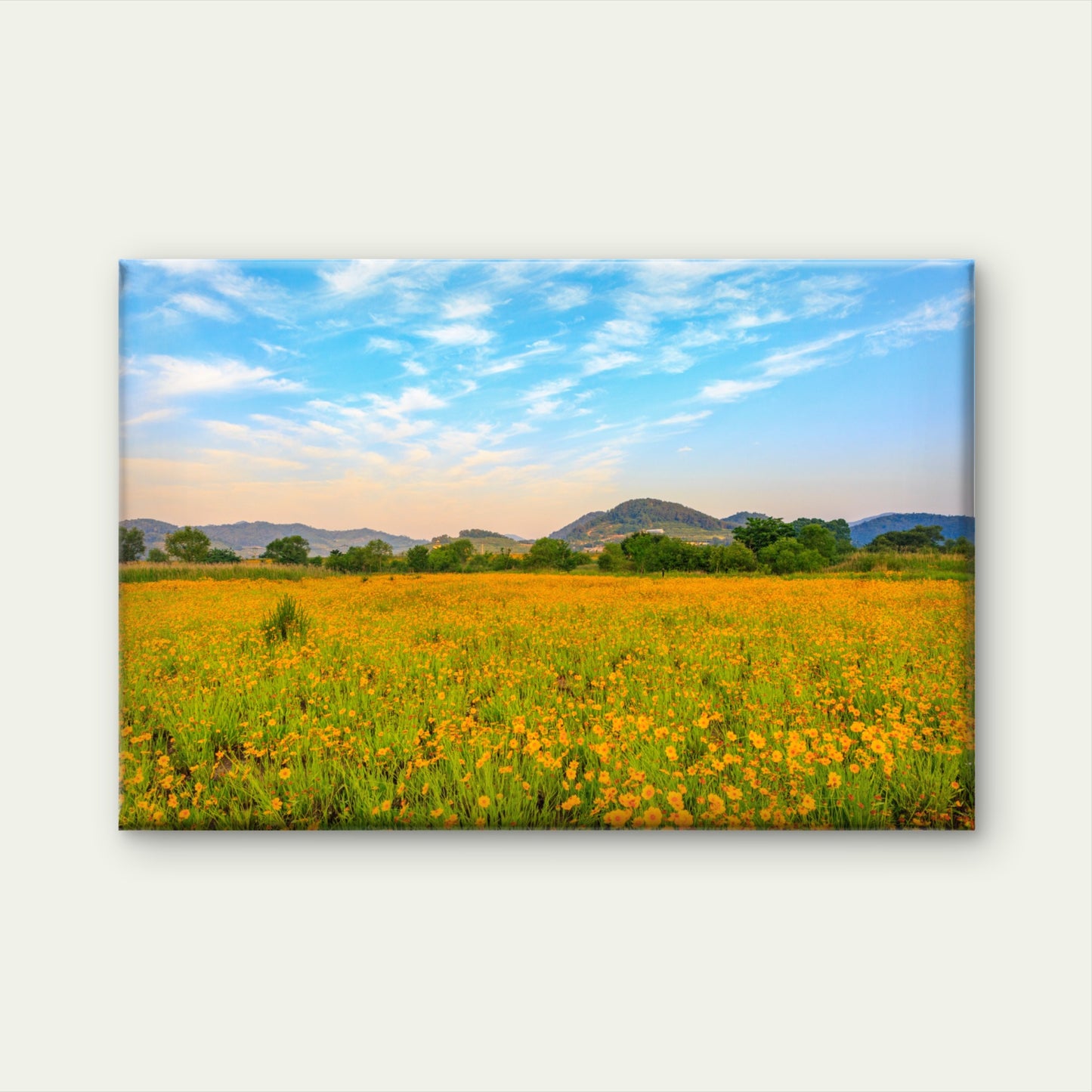 Golden wave flowers at Bukmyeon Ecological Park, South Korea  Wall Art Decor 100% Australian Made