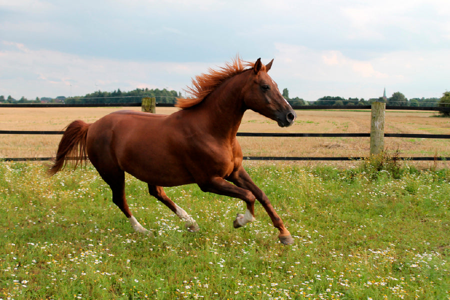 Horse Is Running On Paddock Glass Framed Wall Art, Ready to Hang Quality Print