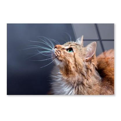 Cat With a Long Whisk on Its Face Acrylic Glass Print Tempered Glass Wall Art 100% Made in Australia Ready to Hang