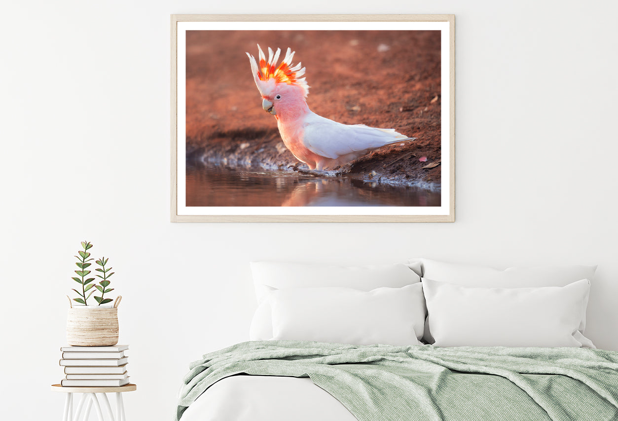 Orange Cockatoo Bird Near Water Home Decor Premium Quality Poster Print Choose Your Sizes - Bella Home Decor