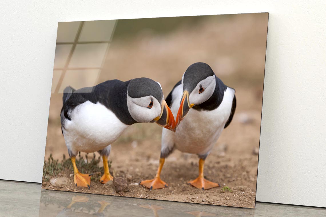 Atlantic Puffin Cliffs of Skomer Island Acrylic Glass Print Tempered Glass Wall Art 100% Made in Australia Ready to Hang