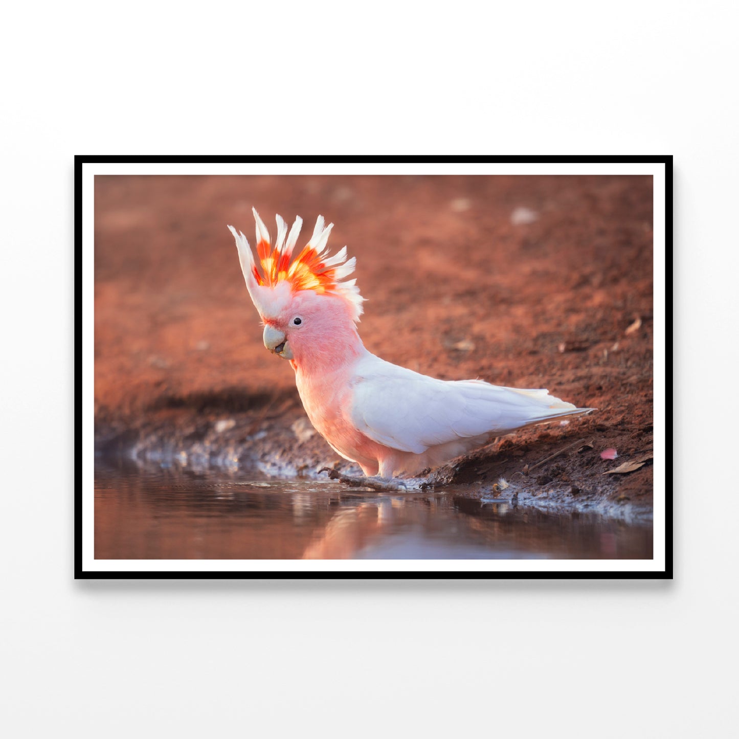 Orange Cockatoo Bird Near Water Home Decor Premium Quality Poster Print Choose Your Sizes - Bella Home Decor