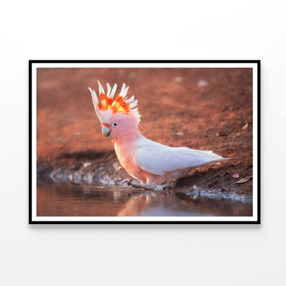 Orange Cockatoo Bird Near Water Home Decor Premium Quality Poster Print Choose Your Sizes - Bella Home Decor