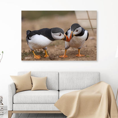 Atlantic Puffin Cliffs of Skomer Island Acrylic Glass Print Tempered Glass Wall Art 100% Made in Australia Ready to Hang