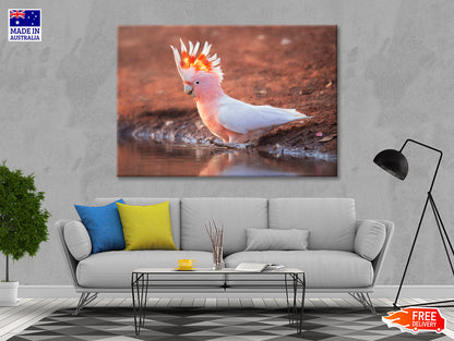 Orange Cockatoo Bird Near Water Print 100% Australian Made