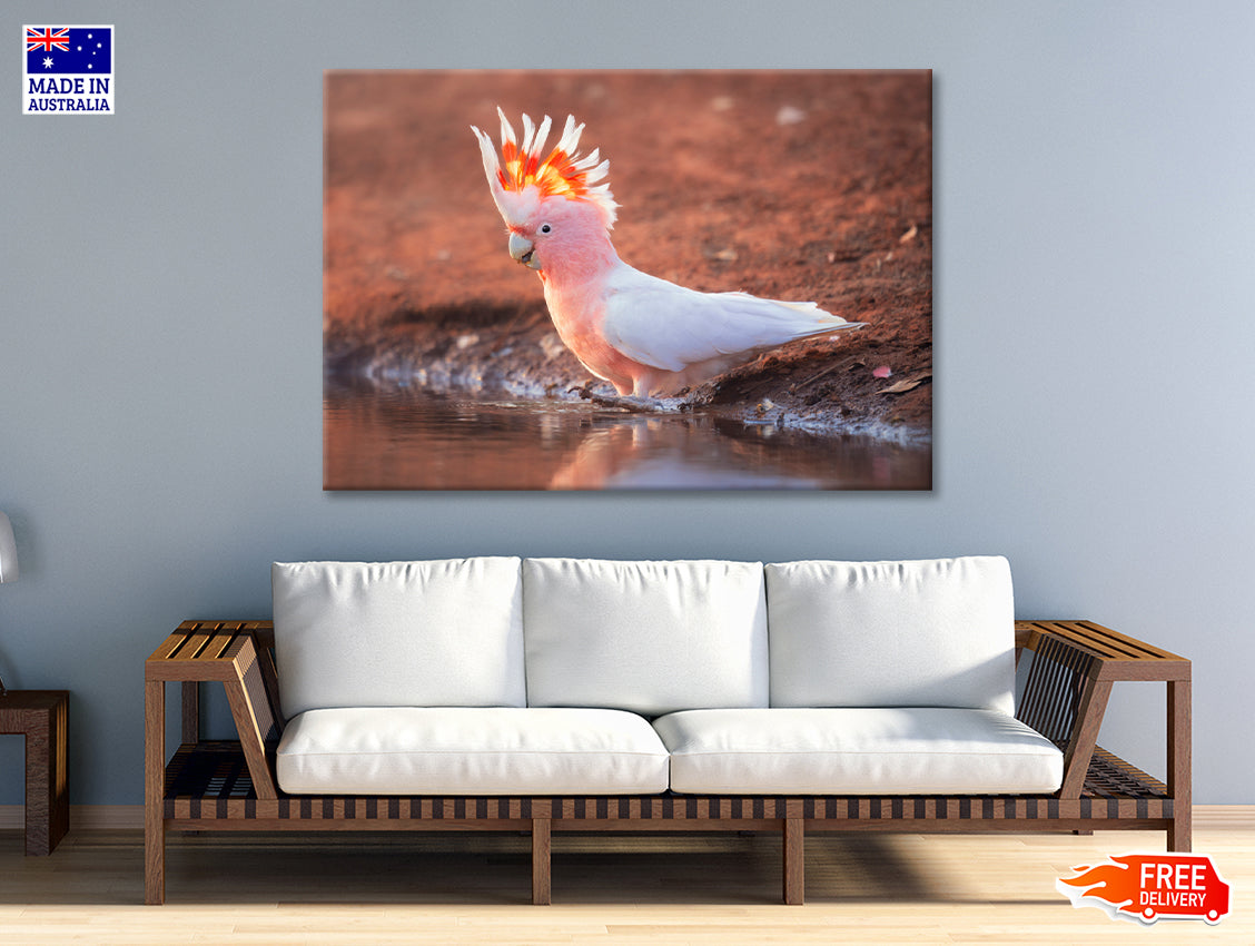 Orange Cockatoo Bird Near Water Print 100% Australian Made