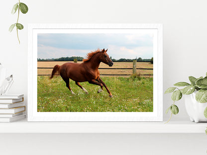 Horse Is Running On Paddock Glass Framed Wall Art, Ready to Hang Quality Print With White Border White