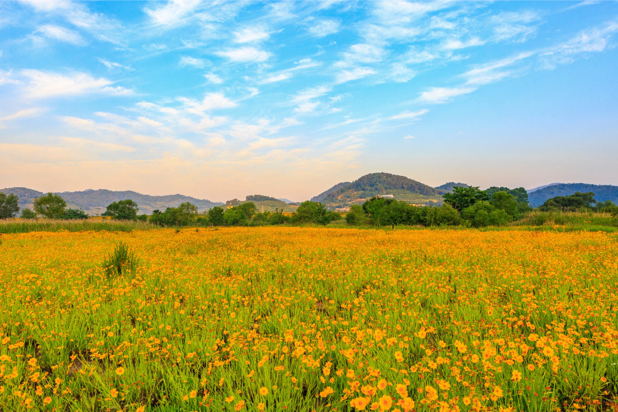 Golden wave flowers at Bukmyeon Ecological Park, South Korea  Wall Art Decor 100% Australian Made