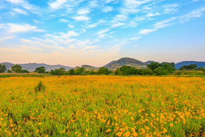 Golden wave flowers at Bukmyeon Ecological Park, South Korea  Wall Art Decor 100% Australian Made