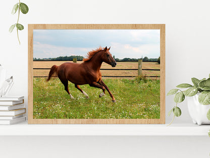 Horse Is Running On Paddock Glass Framed Wall Art, Ready to Hang Quality Print Without White Border Oak