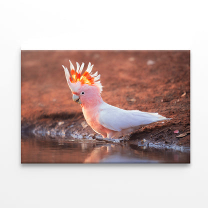 Orange Cockatoo Bird Near Water Print 100% Australian Made