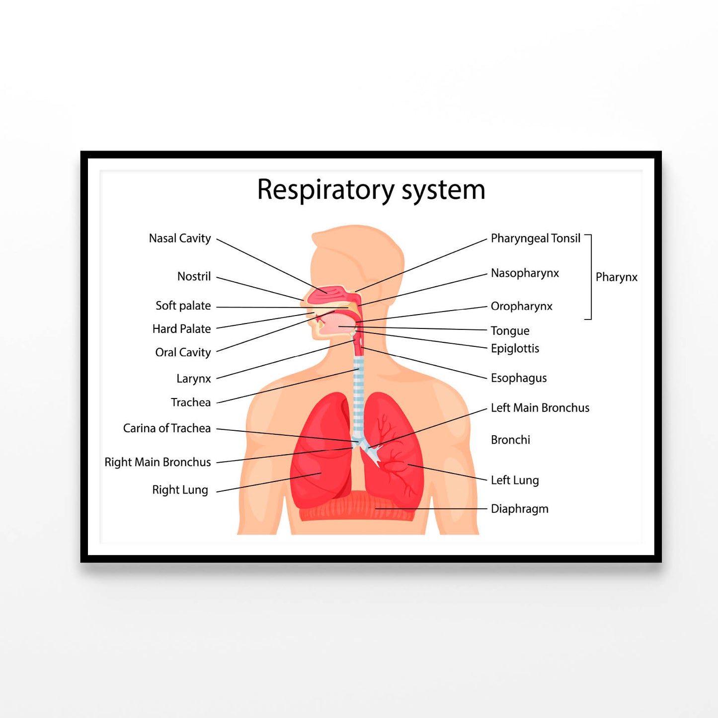 Human Respiratory System Home Decor Premium Quality Poster Print Choose Your Sizes