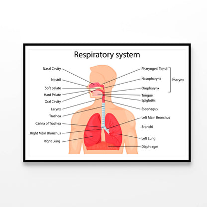 Human Respiratory System Home Decor Premium Quality Poster Print Choose Your Sizes