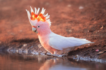 Orange Cockatoo Bird Near Water Print 100% Australian Made