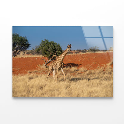 Giraffe Walking In a Field with the Sky in Namibia Acrylic Glass Print Tempered Glass Wall Art 100% Made in Australia Ready to Hang