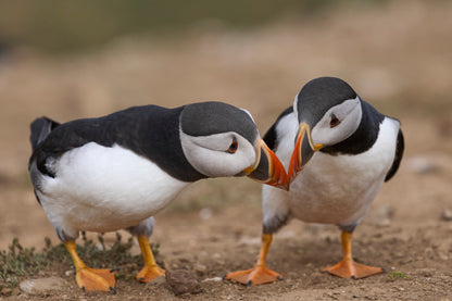 Atlantic Puffin Cliffs of Skomer Island Wall Art Decor 100% Australian Made