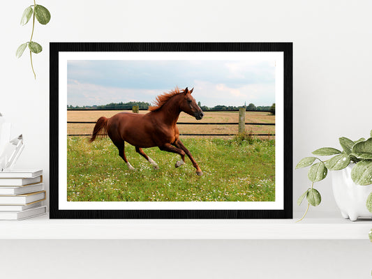 Horse Is Running On Paddock Glass Framed Wall Art, Ready to Hang Quality Print With White Border Black