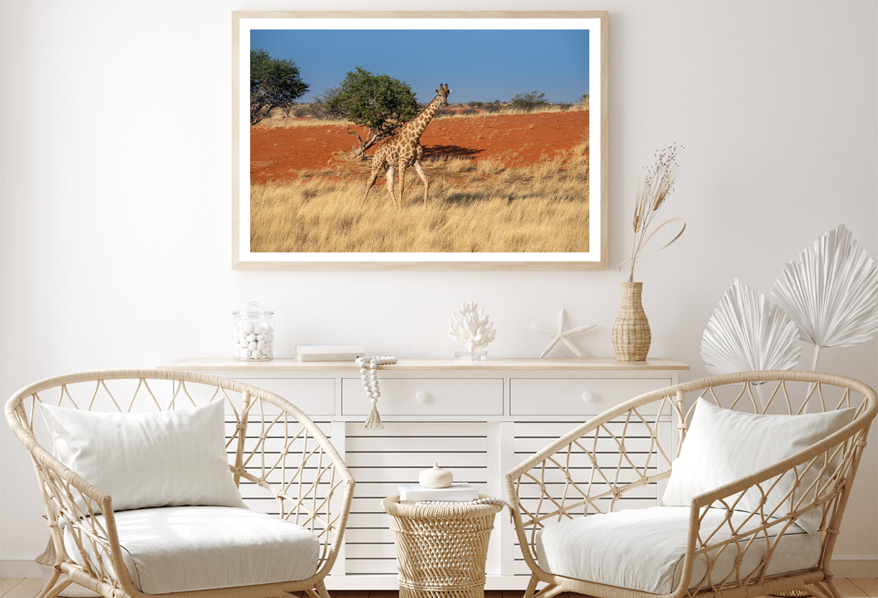 Giraffe Walking In a Field with the Sky in Namibia Home Decor Premium Quality Poster Print Choose Your Sizes