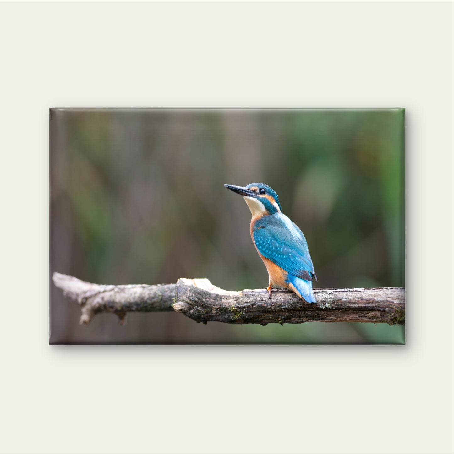 Common kingfisher perched on a branch in Sri Lanka  Wall Art Decor 100% Australian Made