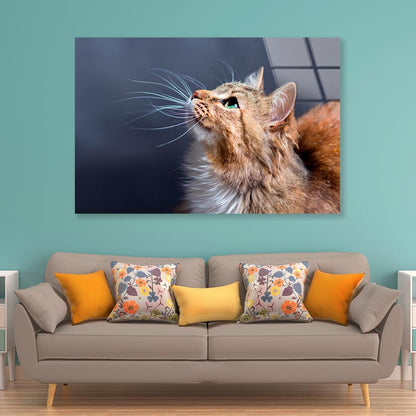 Cat With a Long Whisk on Its Face Acrylic Glass Print Tempered Glass Wall Art 100% Made in Australia Ready to Hang