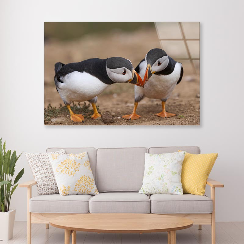 Atlantic Puffin Cliffs of Skomer Island Acrylic Glass Print Tempered Glass Wall Art 100% Made in Australia Ready to Hang