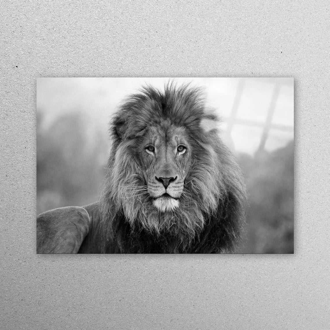 Lion Photo Wildlife Acrylic Glass Print Tempered Glass Wall Art 100% Made in Australia Ready to Hang