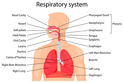 Human Respiratory System Home Decor Premium Quality Poster Print Choose Your Sizes