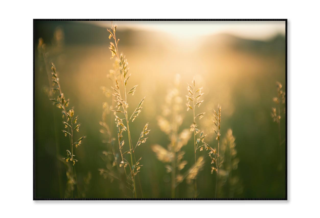 Green Grass in Summer Forest at Sunset Home Decor Premium Quality Poster Print Choose Your Sizes - Bella Home Decor