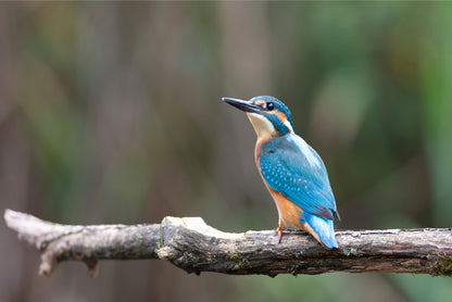 Common kingfisher perched on a branch in Sri Lanka  Wall Art Decor 100% Australian Made