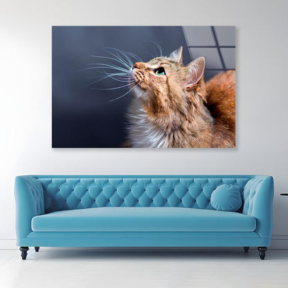 Cat With a Long Whisk on Its Face Acrylic Glass Print Tempered Glass Wall Art 100% Made in Australia Ready to Hang