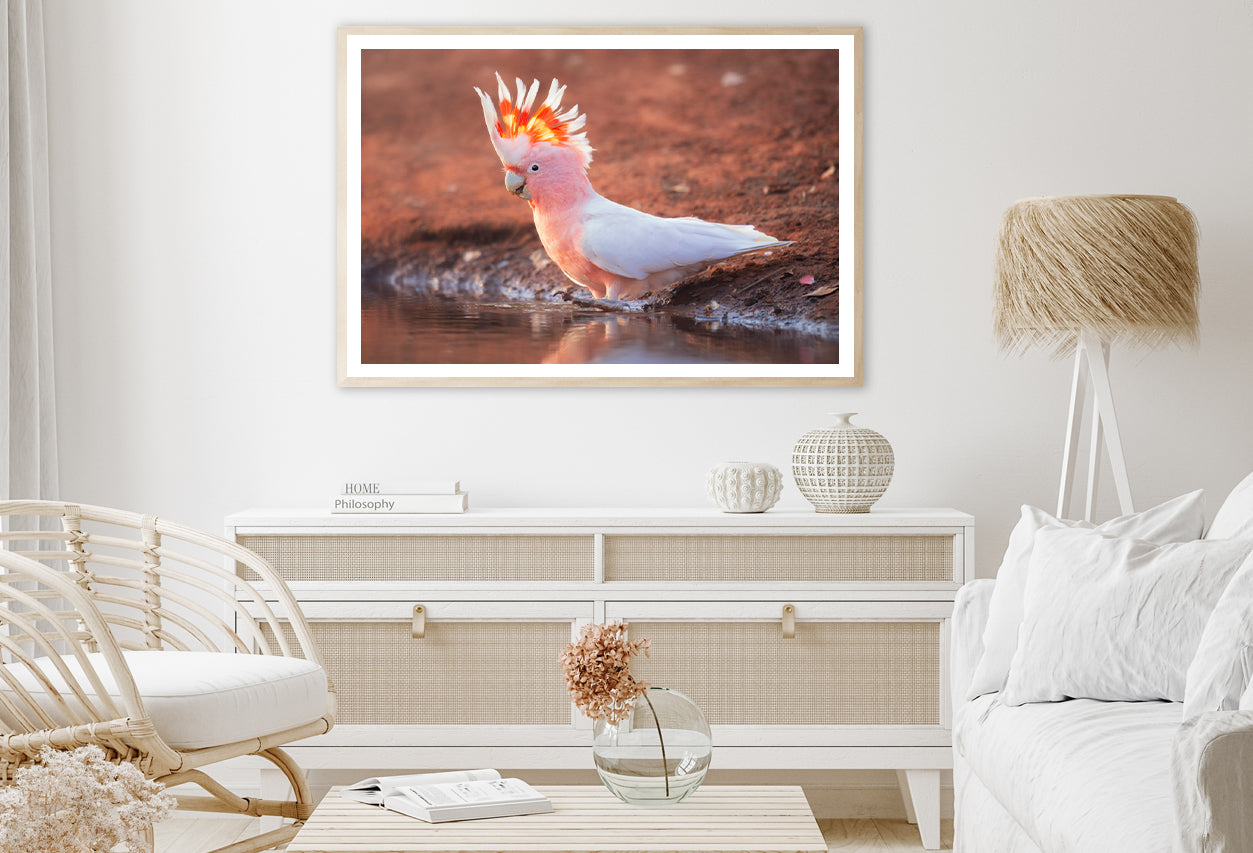 Orange Cockatoo Bird Near Water Home Decor Premium Quality Poster Print Choose Your Sizes - Bella Home Decor