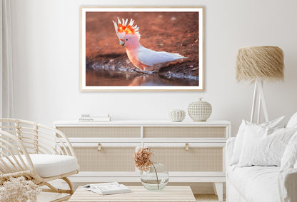 Orange Cockatoo Bird Near Water Home Decor Premium Quality Poster Print Choose Your Sizes - Bella Home Decor