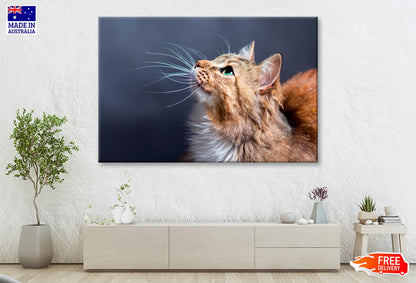 Cat With a Long Whisk on Its Face Wall Art Decor 100% Australian Made