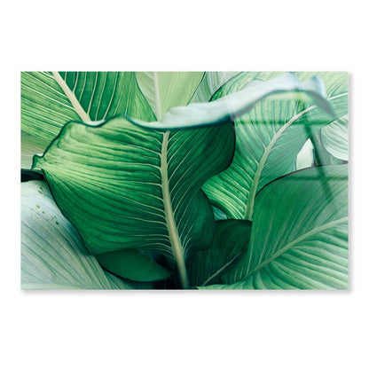 Close Up of a Plant with Green Leaves Acrylic Glass Print Tempered Glass Wall Art 100% Made in Australia Ready to Hang