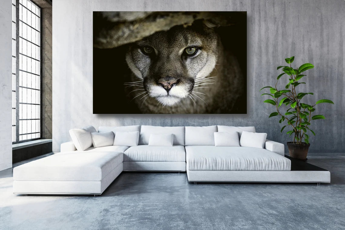 Puma Wall Art UV Direct Aluminum Print Australian Made Quality