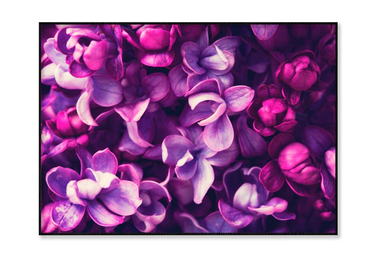 Purple Lilac Flowers Background Home Decor Premium Quality Poster Print Choose Your Sizes