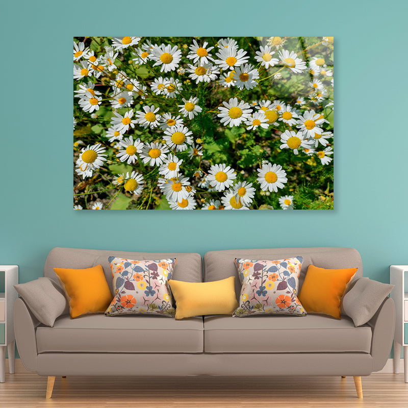 White Daisies Flowers Plants in Bloom Acrylic Glass Print Tempered Glass Wall Art 100% Made in Australia Ready to Hang