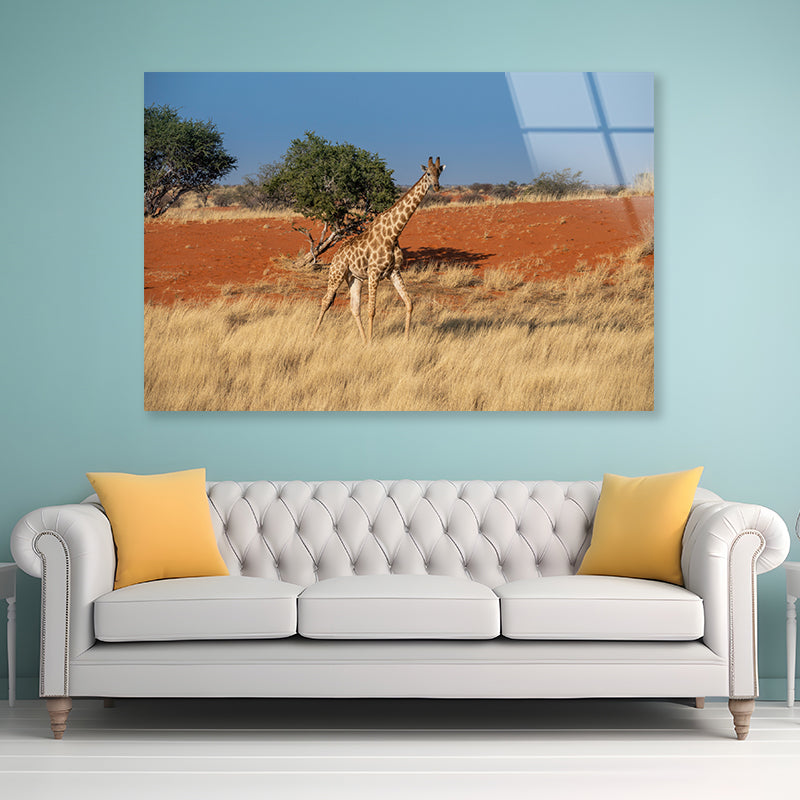 Giraffe Walking In a Field with the Sky in Namibia Acrylic Glass Print Tempered Glass Wall Art 100% Made in Australia Ready to Hang