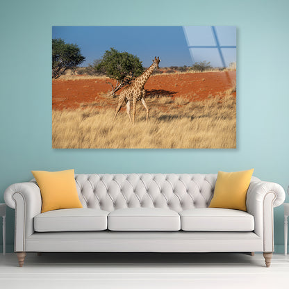 Giraffe Walking In a Field with the Sky in Namibia Acrylic Glass Print Tempered Glass Wall Art 100% Made in Australia Ready to Hang