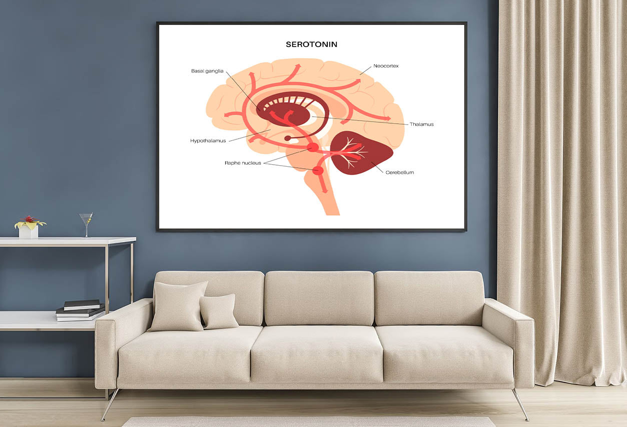 Serotonin Pathway in Brain Illustration Home Decor Premium Quality Poster Print Choose Your Sizes