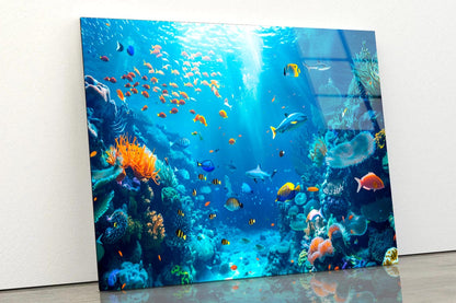 Underwater Scene Showcasing a Diverse Coral Reef  Acrylic Glass Print Tempered Glass Wall Art 100% Made in Australia Ready to Hang