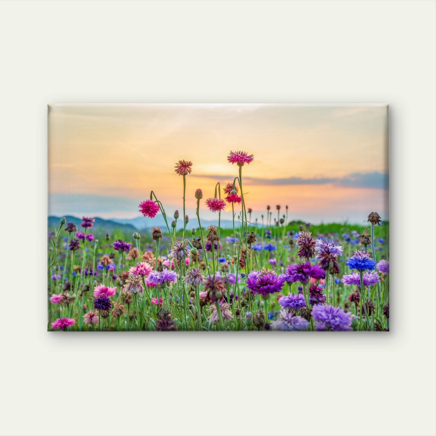 Cornflower Field Sunset Wall Art Decor 100% Australian Made