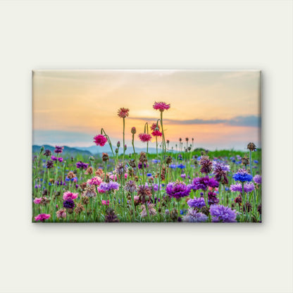 Cornflower Field Sunset Wall Art Decor 100% Australian Made