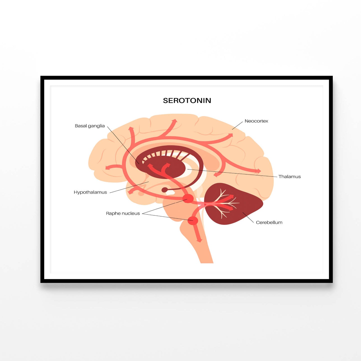 Serotonin Pathway in Brain Illustration Home Decor Premium Quality Poster Print Choose Your Sizes